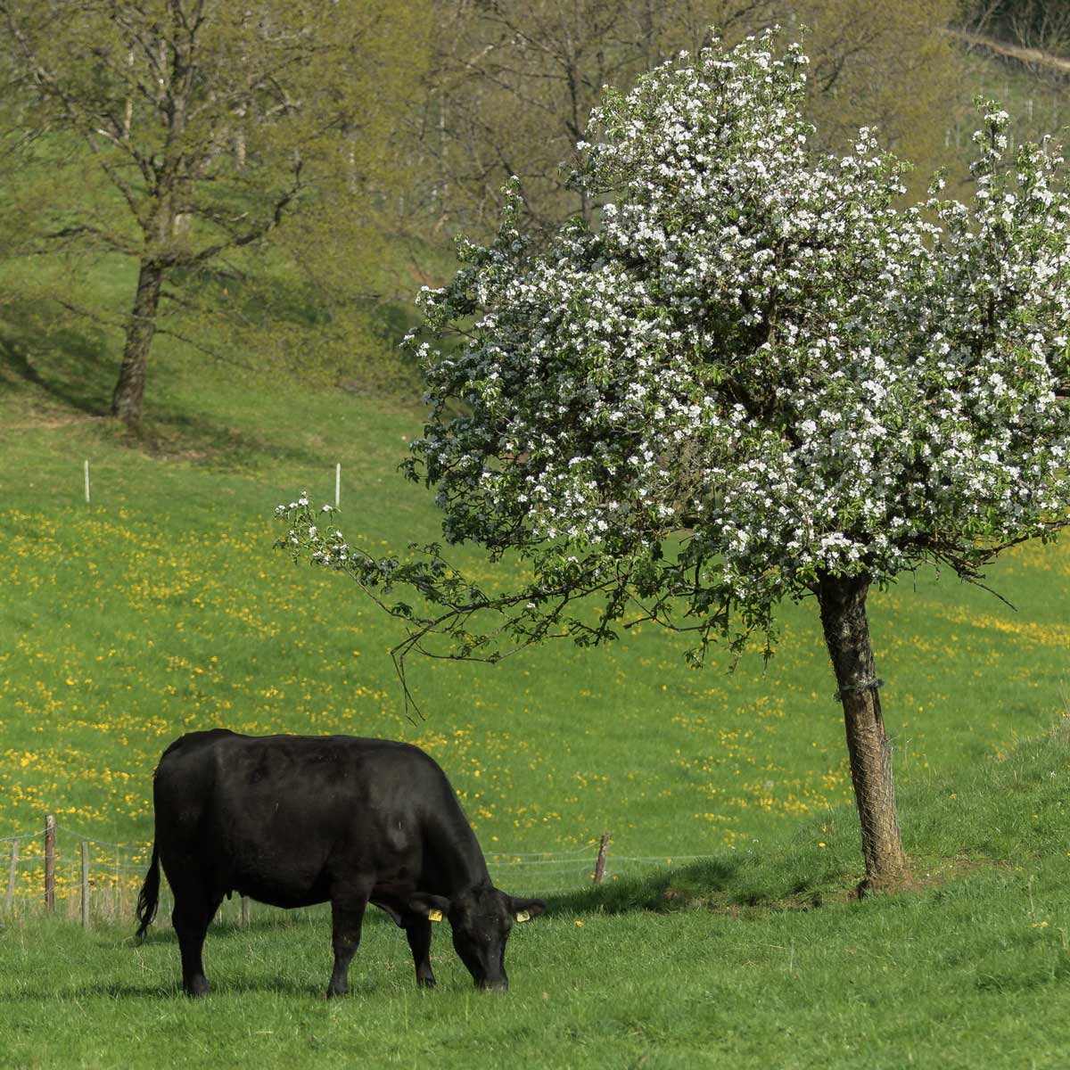 Regionales Natura Beef direkt ab Hof. Rindfleisch von der Obere Klus in Aesch. 